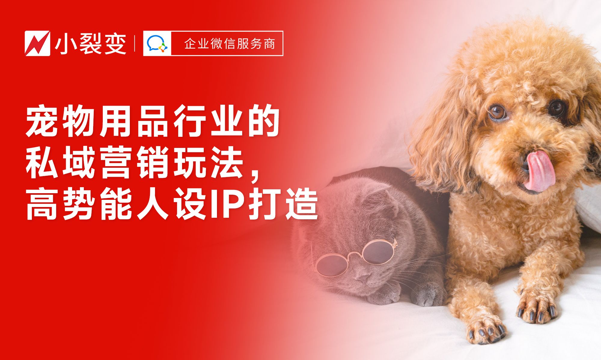 從“鏟屎官”到“寵物專家” 私域營銷時代下，寵物用品行業如何打造高勢能人設IP驅動銷售增長